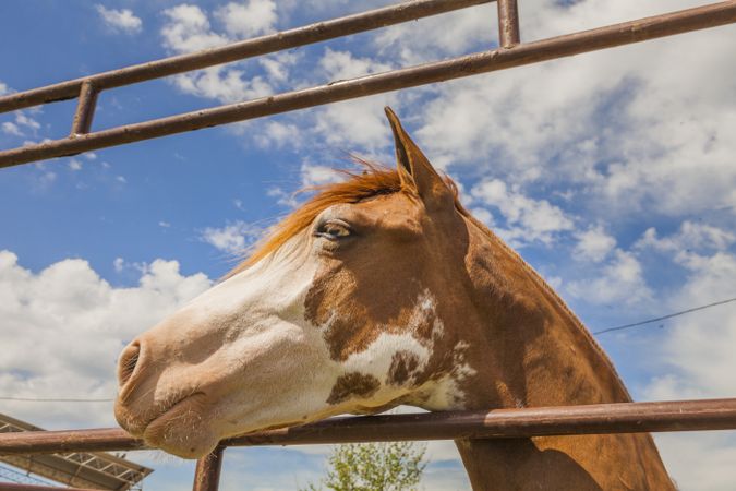 Brown horse standing behind paddock fence