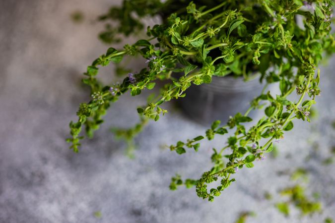 Fresh marjoram in pot on counter