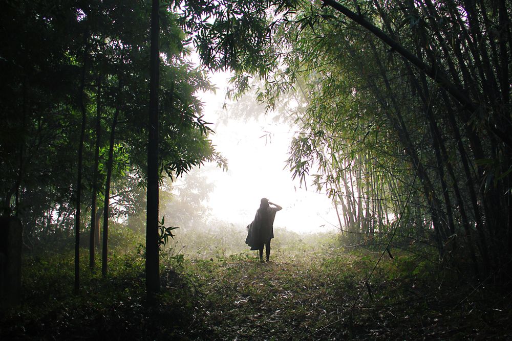 Silhouette of person standing near bamboo tree