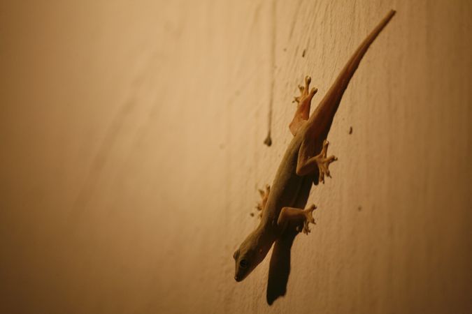 Lizard on beige wall