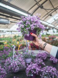 Female hand with violet flowerpot