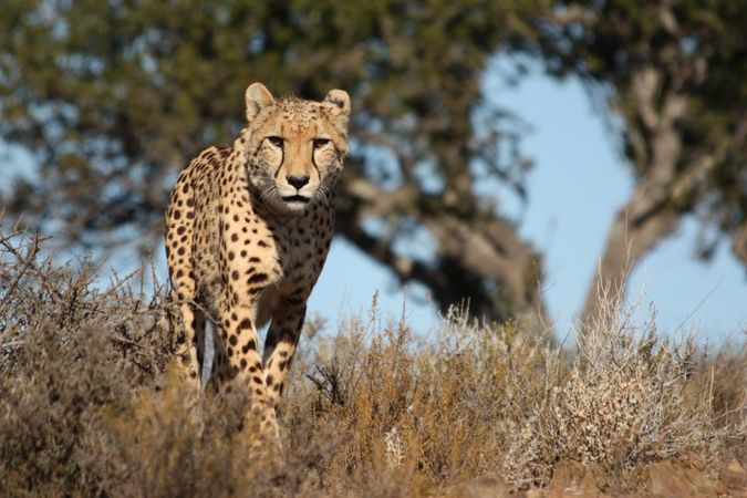 Cheetah near tree