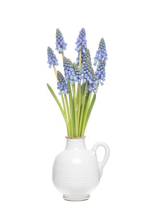 Bouquet of blue grape hyacints in a vase isolated on a blank background