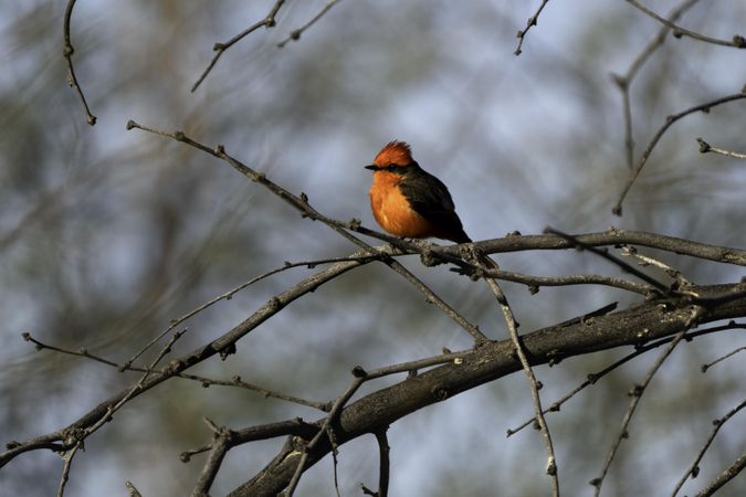 Vermilion flycatcher in Tucson, Arizona