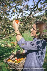 Woman picking apples with basket in her hands 4mW6Me