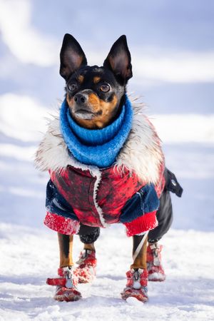Miniature Pinscher wearing winter outfit on snow covered ground