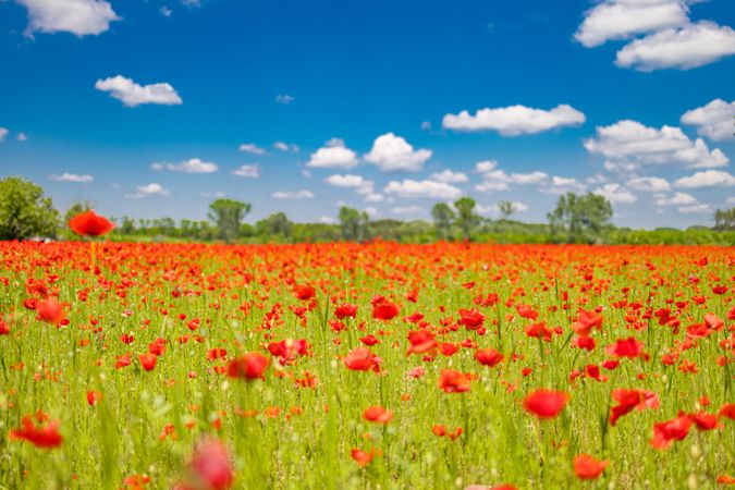 Red poppies in field under blue sky