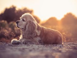 Funny dog lying on ground between plants