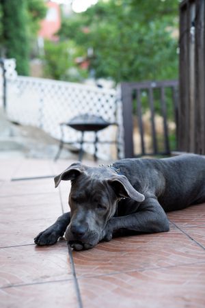 Dog lying down on patio resting his face on his paws