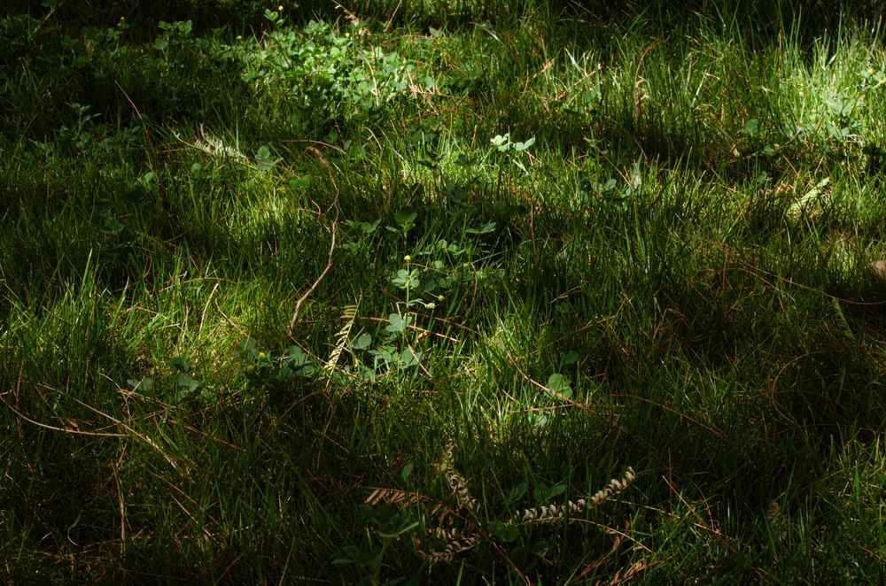 Grass and sunlight spots