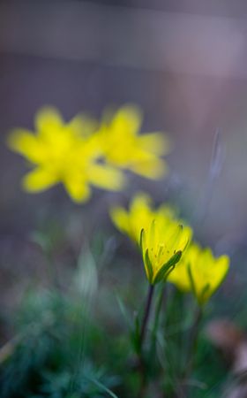 Wild yellow anemone flowers