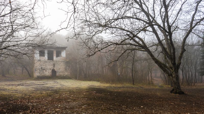 Misty autumnal forest with abandoned shed