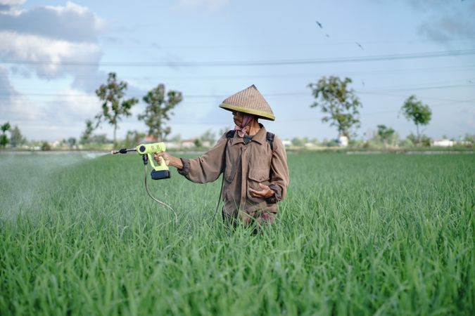 Front view of older Asian farmer spraying rice green field