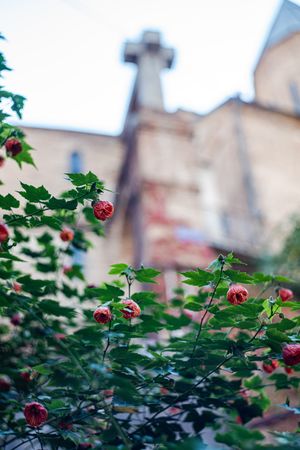 Autumnal flowers in Old Tbilisi