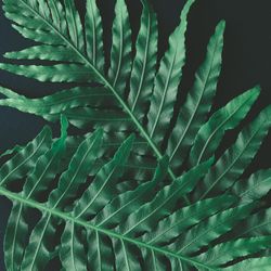 Layout made of tropical flowers and leaves