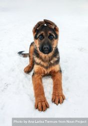Cute puppy sitting in the snow 5wvgy0