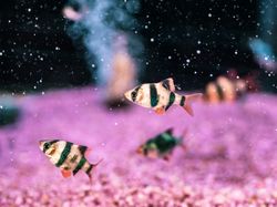 Exotic fish in aquarium
