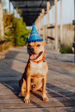 Playful brown dog in party hat at countryside