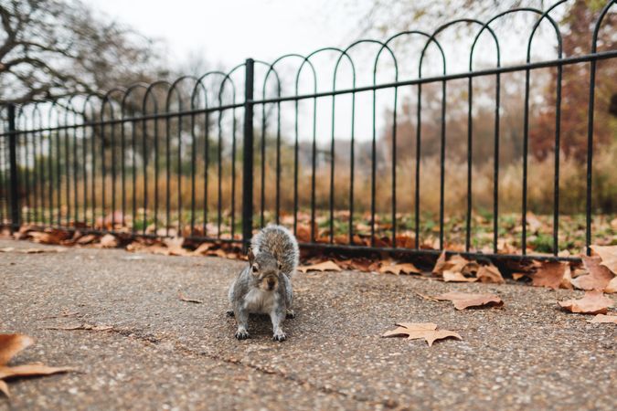 Squirrel on autumn leaves in park