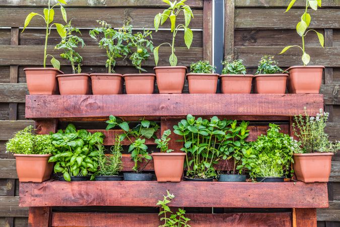 Wooden shelves of pots of plants and herbs
