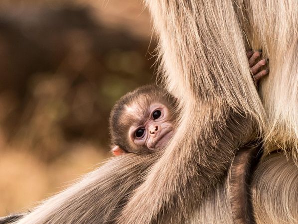 Brown monkey holding offspring