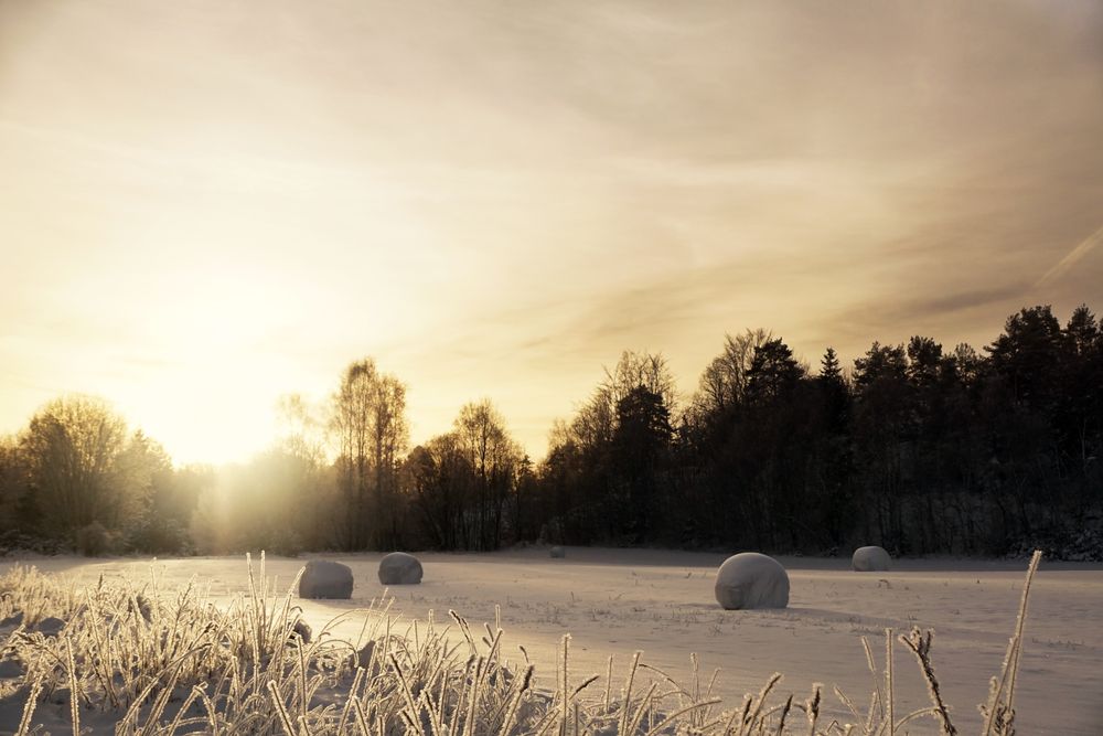 Snowfield with frosted hay bales and distant forest silhouette at sunset