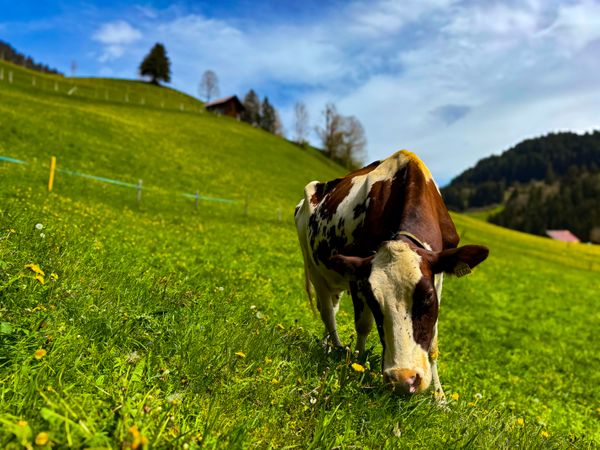 brown cow, Rougemont, Vaud