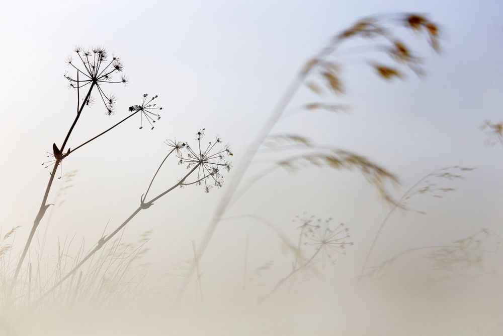 Transparent golden twigs on bright sky