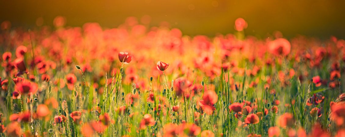 Panoramic shot of poppy field