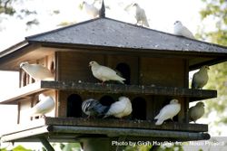 Doves perched in a birdhouse bDp7Qb