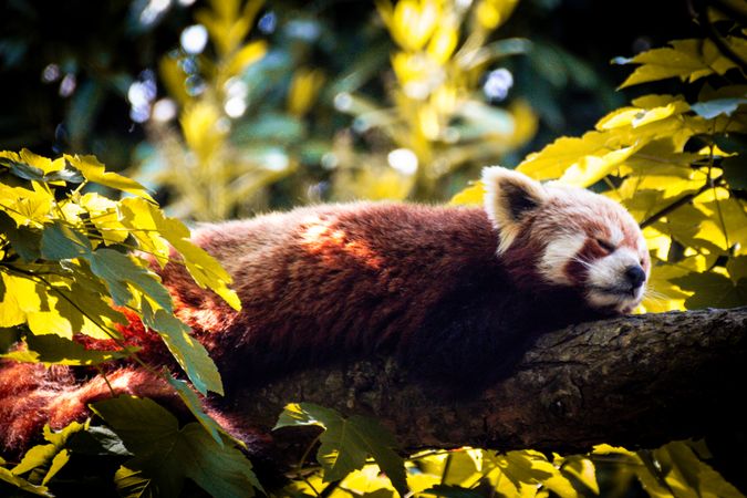 Red panda