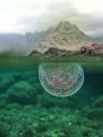 Closeup of jellyfish underwater in nature