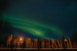 Northern lights over conifer trees