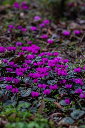 Bright purple cyclamen flowers in the wood