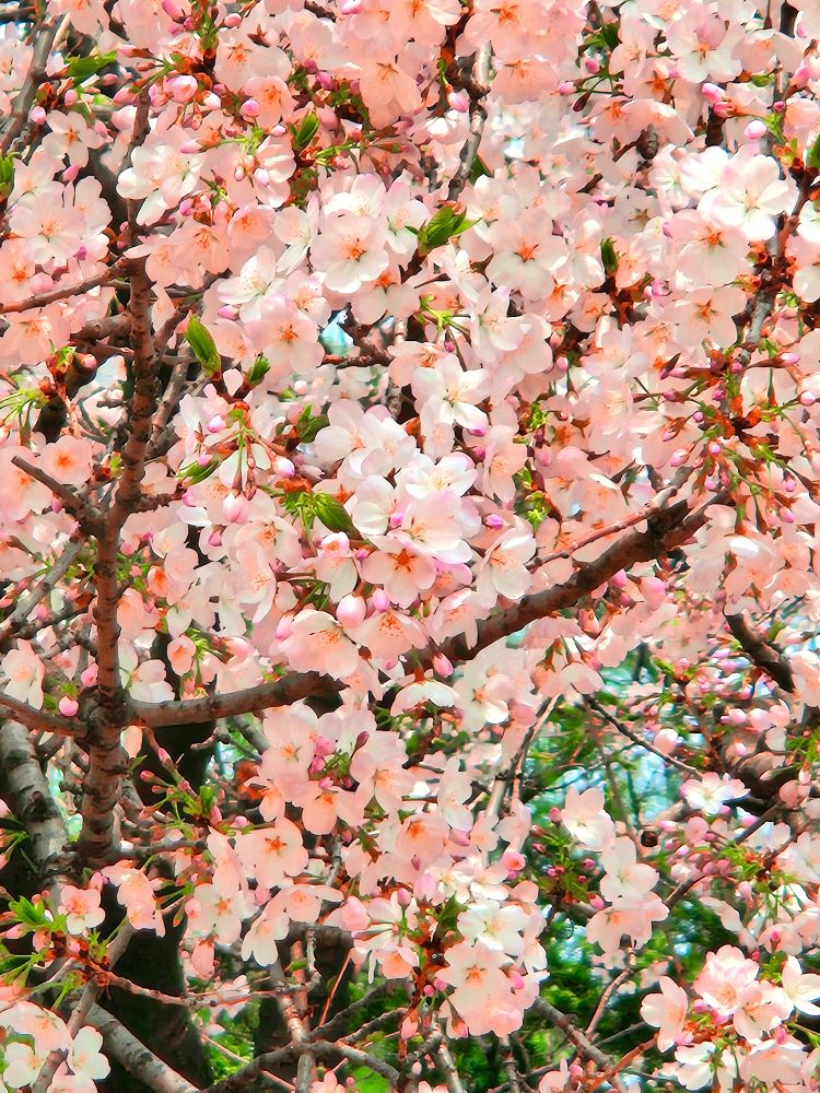 Cherry blossom tree