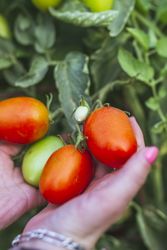 Shiny red tomatoes on green bunch in hands