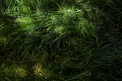 Dark Green Grass From Above