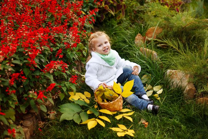Blonde child having fun as she collects autumn leaves among red hedge of flowers