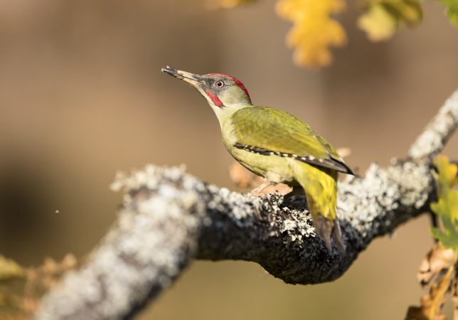 Wonderful green bird on wood