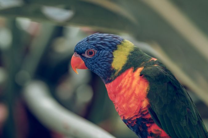 Colorful parrot near leaves in nature