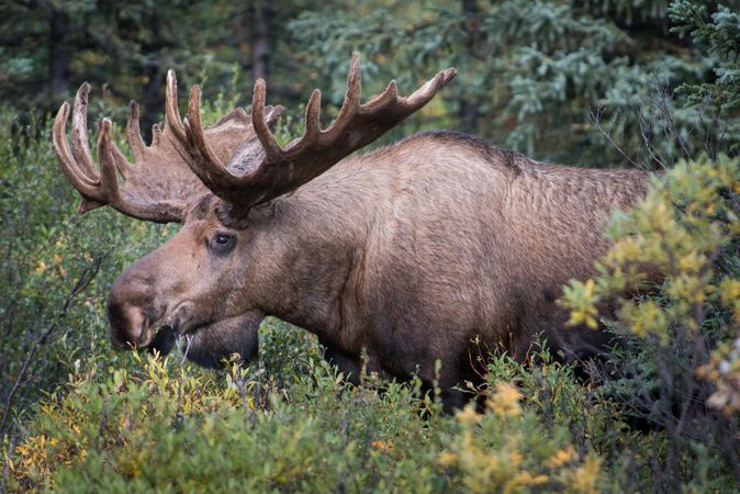 Large moose, side view