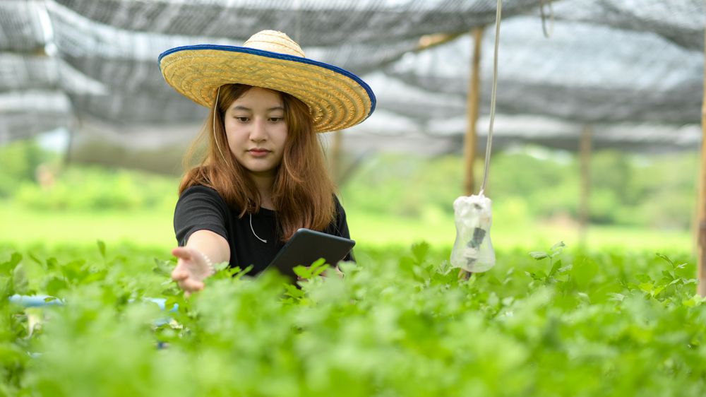 Asian woman with tablet in hand inspecting organic vegetable plot in greenhouse,Smart farming.