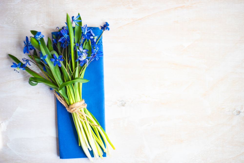 Top view of blue napkin with blue scilla siberica