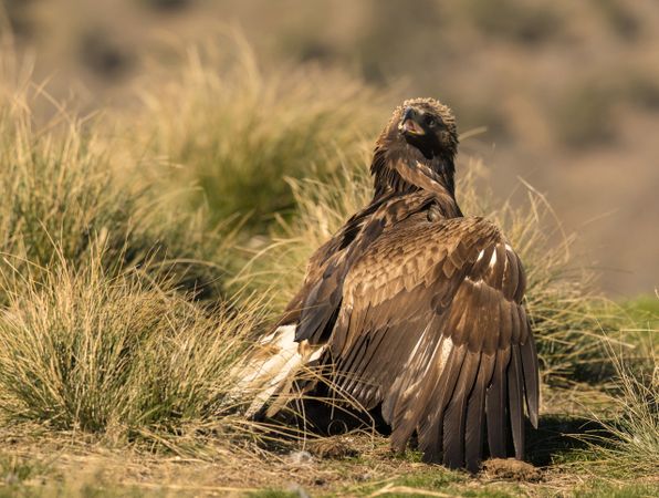 Furious wild eagle with a rabbit