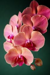 Tender pink orchid flowers on dark green background