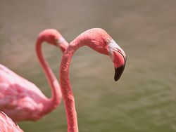 Pink flamingos in pond water