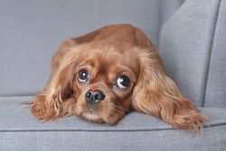 Cavalier spaniel looking up from grey seat