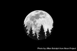 Moon on clear dark sky with outline of trees 5qj1w4