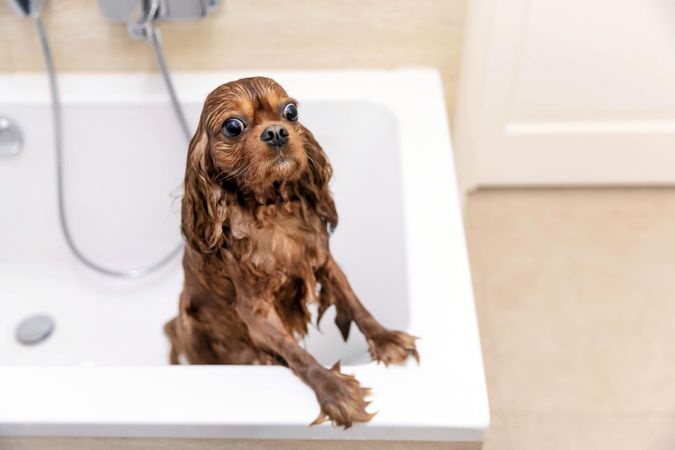 Wet cavalier spaniel coming out of the bath