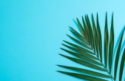 Beautiful tropical palm leaf on color background, space for text